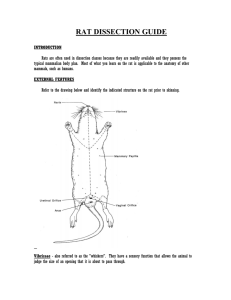 rat dissection guide - philipdarrenjones.com