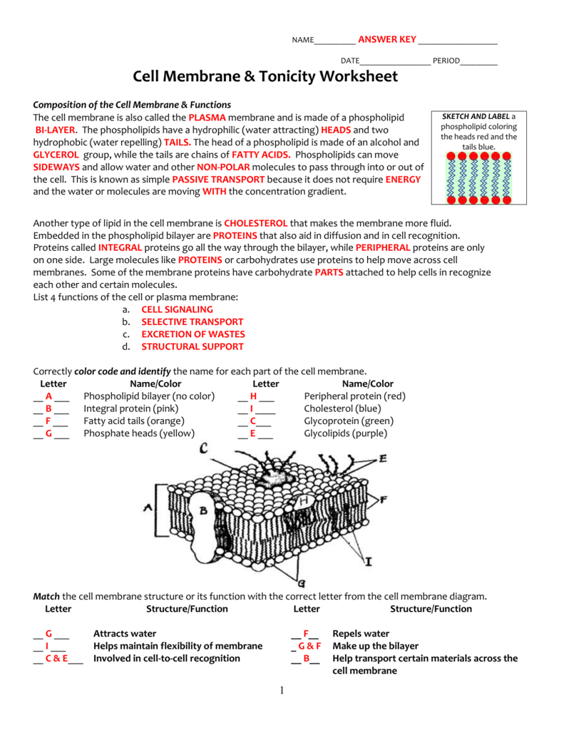 The Cell Membrane Worksheet Answers