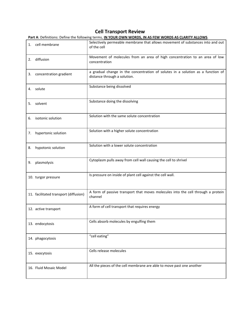Cellular Transport Worksheet Answers