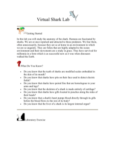 Shark (dogfish) Anatomy