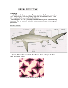 shark dissection - philipdarrenjones.com