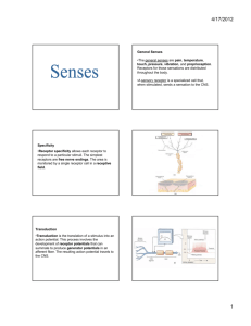 General Senses •The general senses are pain, temperature, touch