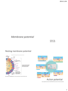 Membrane potential - biofizika.aok.pte.hu