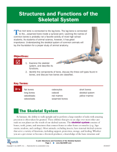 Skeletal System Handout - School District of Elmwood