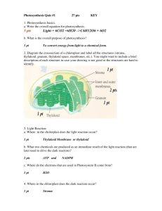 Photosynthesis Quiz #1 Key