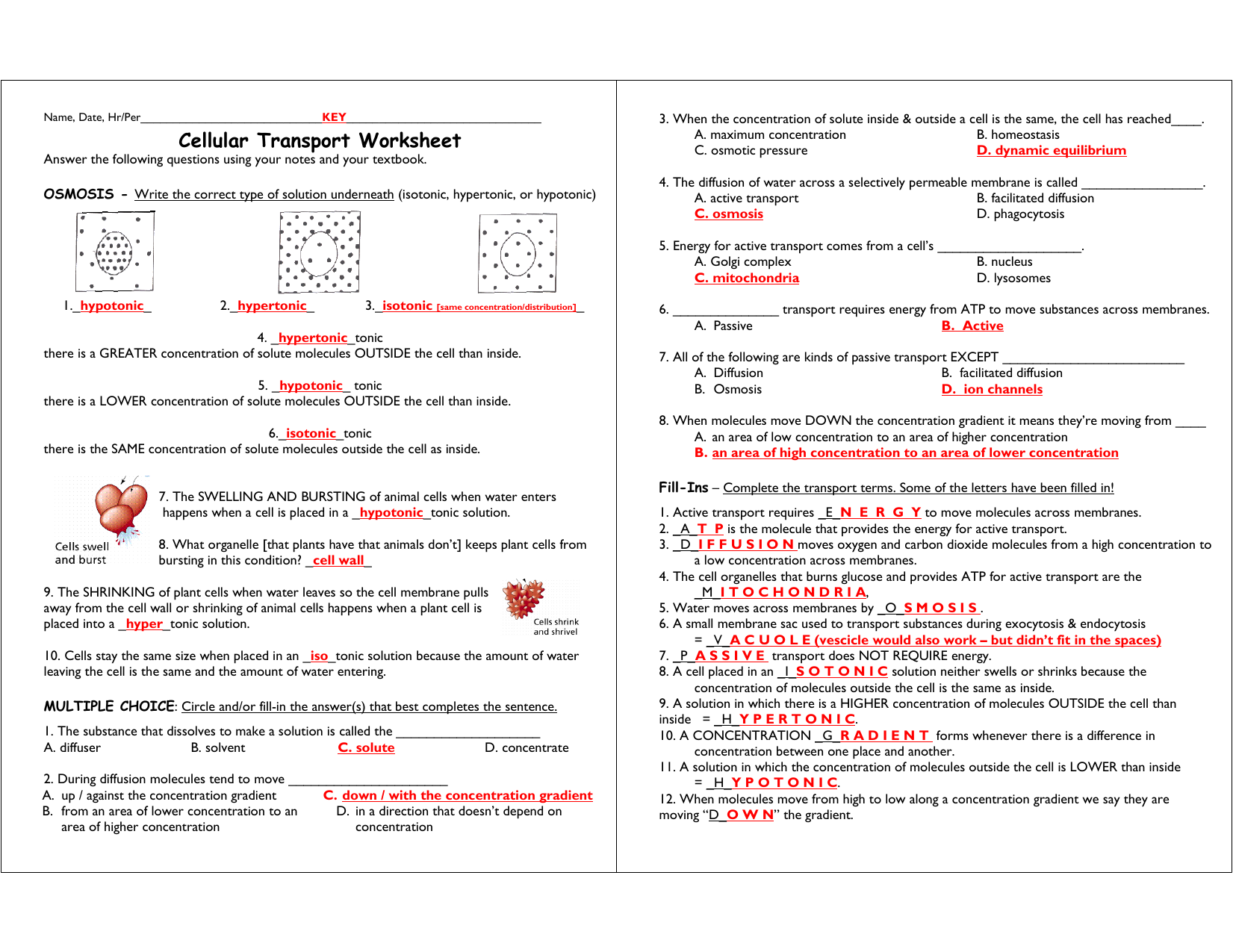 Cellular Transport Worksheet For Cellular Transport Worksheet Answer Key