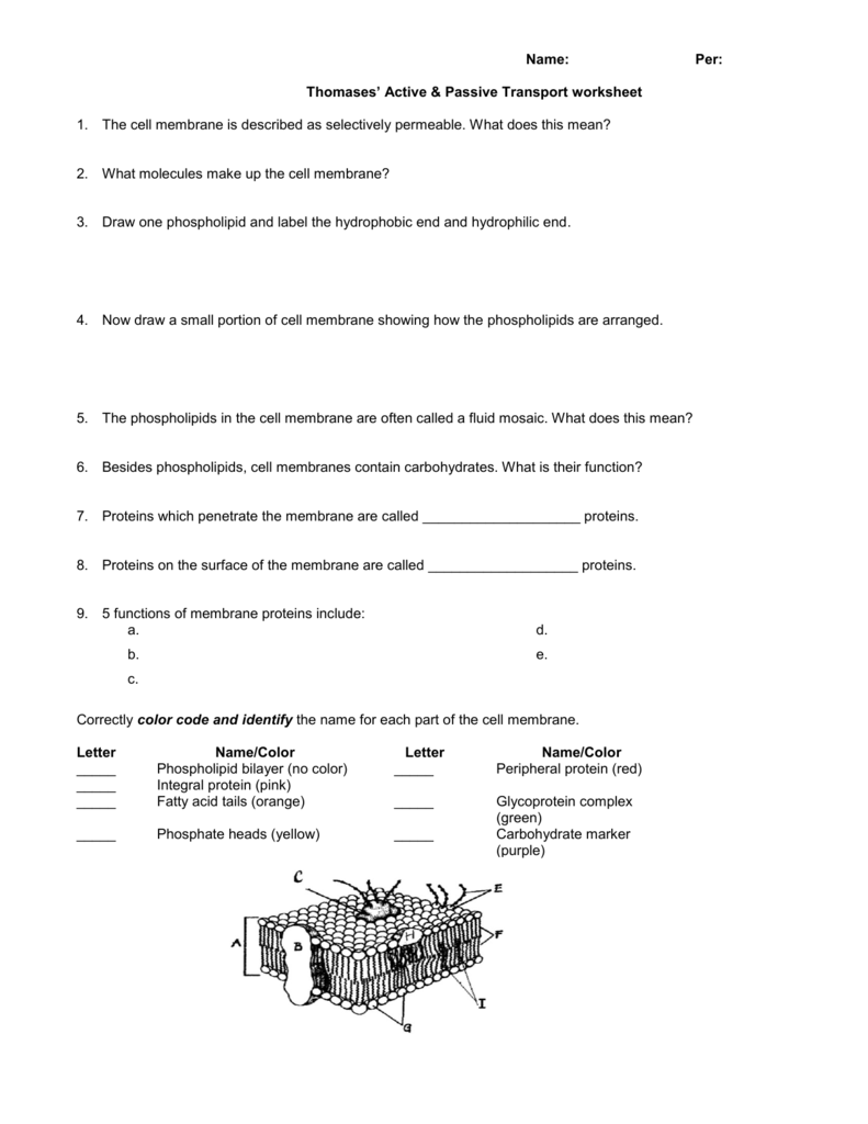 Name: Per: Thomases' Active & Passive Transport worksheet ...