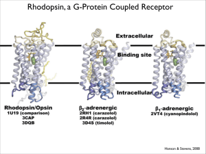 Rhodopsin, a G-Protein Coupled Receptor