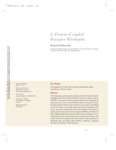 g protein-coupled receptor rhodopsin