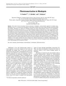Photoisomerization in Rhodopsin