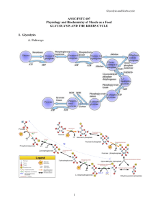 7. Glycolysis and the TCA cycle