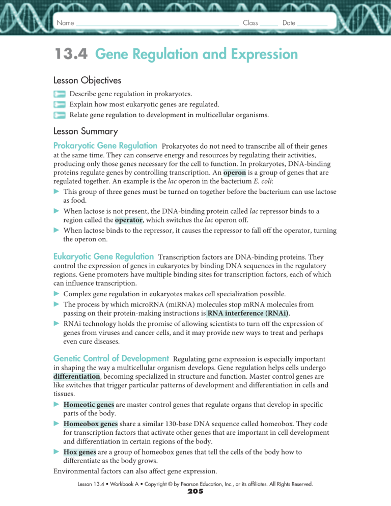 13 4 Gene Regulation And Expression