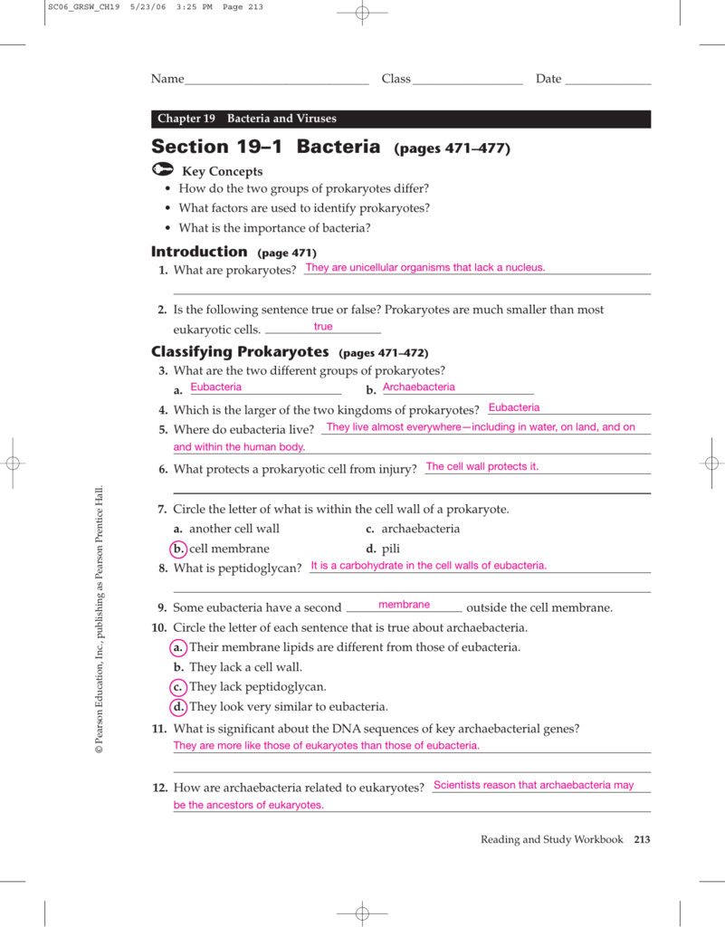 Section 5–5 Bacteria (pages 475–5) In  Prokaryotes Bacteria Worksheet Answers