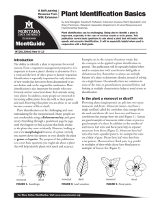 Plant Identification Basics