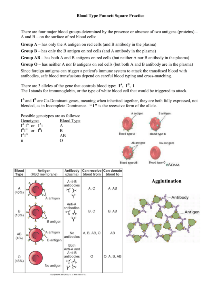 Blood Type Genetics Punnett Square Practice Worksheet