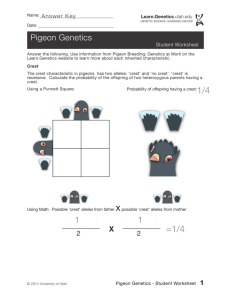 Pigeon Genetics Worksheet (Answer)
