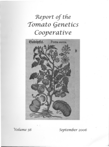 Tomato - Vegetable Crops Research Unit