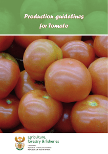Production guidelines: Tomato
