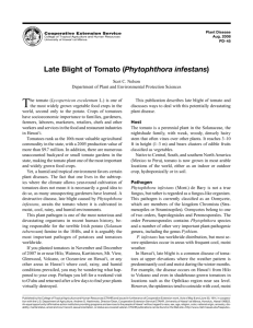 Late Blight of Tomato (Phytophthora infestans)