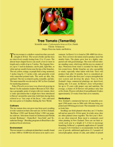 Tree Tomato (Tamarillo)