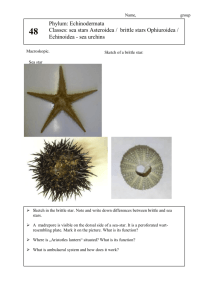 Phylum: Echinodermata Classes: sea stars Asteroidea / brittle stars