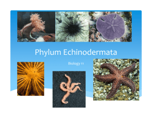 Phylum Echinodermata Notes