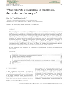 What controls polyspermy in mammals, the oviduct or the oocyte?