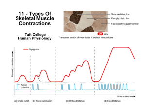 Types Of Skeletal Muscle Contractions