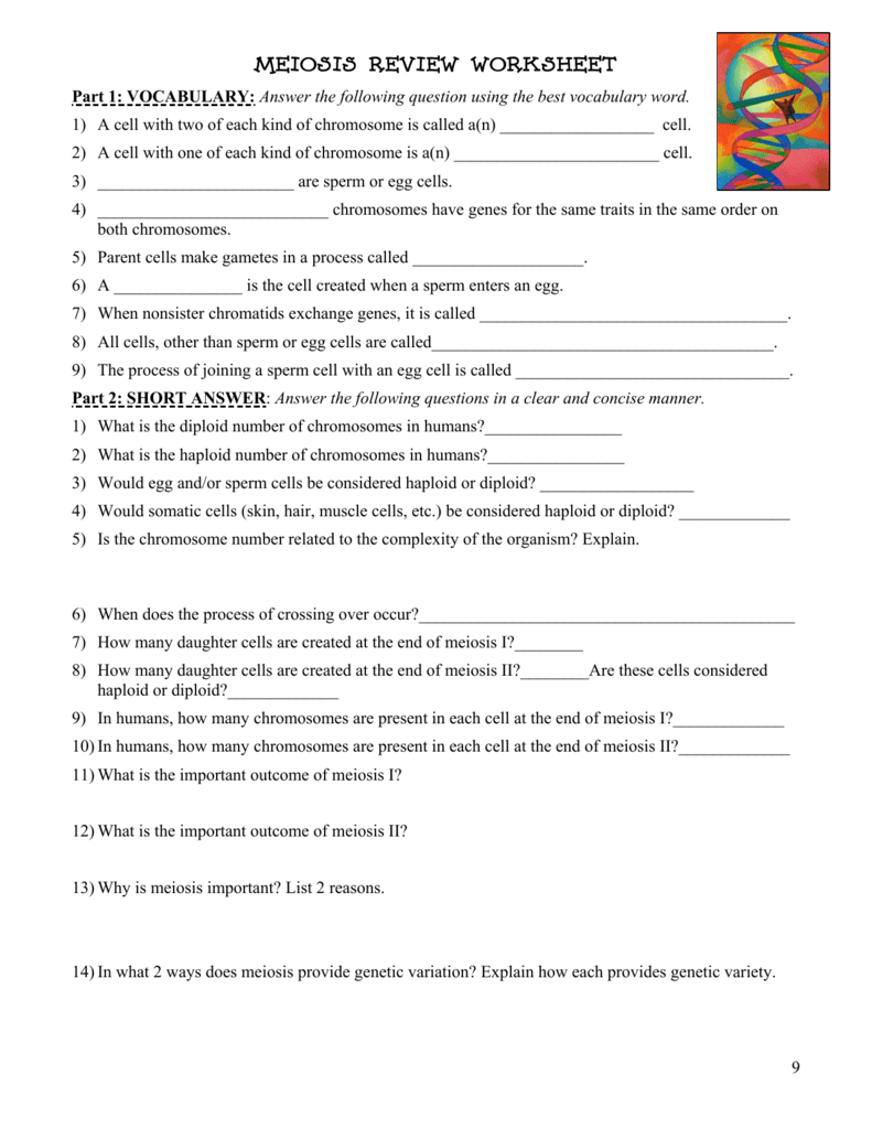 Meiosis Review Worksheet With Regard To Meiosis Matching Worksheet Answer Key