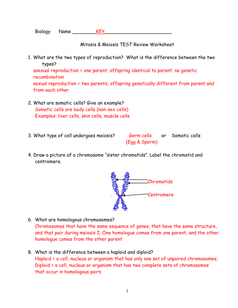 Meiosis Review Worksheet