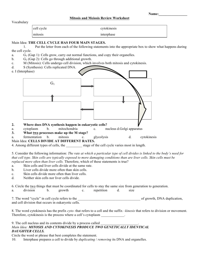Mitosis and Meiosis Review Worksheet Throughout Meiosis Worksheet Vocabulary Answers