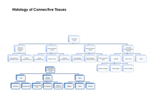 Histology of Connective Tissues