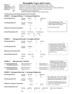 Drosophila Types and Crosses