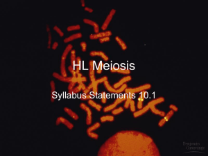HL Meiosis