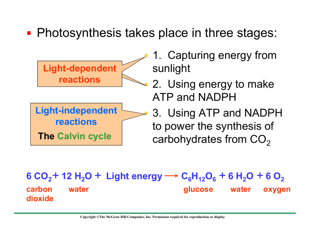 photosynthesis-takes-place-in-three-stages