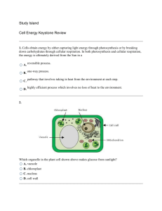 Study Island Cell Energy Keystone Review