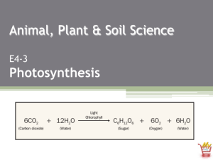 Animal, Plant & Soil Science Photosynthesis
