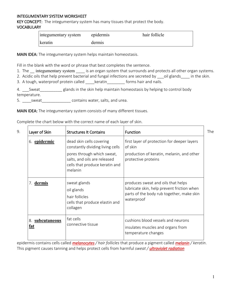 20 INTEGUMENTARY SYSTEM WORKSHEET KEY CONCEPT: The Throughout Integumentary System Worksheet Answers