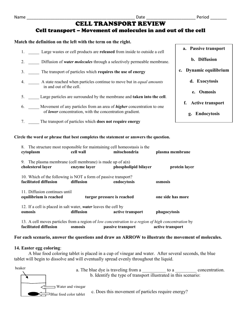 CELL TRANSPORT WORKSHEET In Cell Transport Review Worksheet Answers