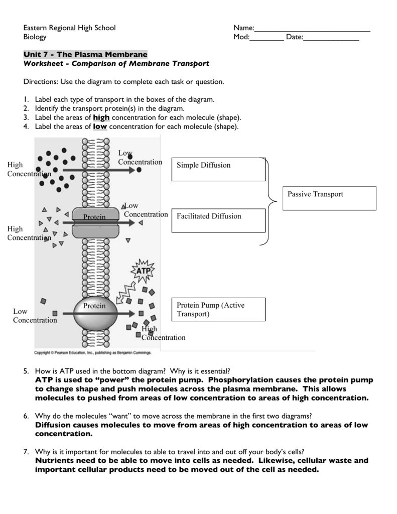 Worksheet - Comparison of Membrane Transport ANSWER KEY For Cell Membrane Images Worksheet Answers