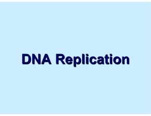DNA Replication - Citrus College