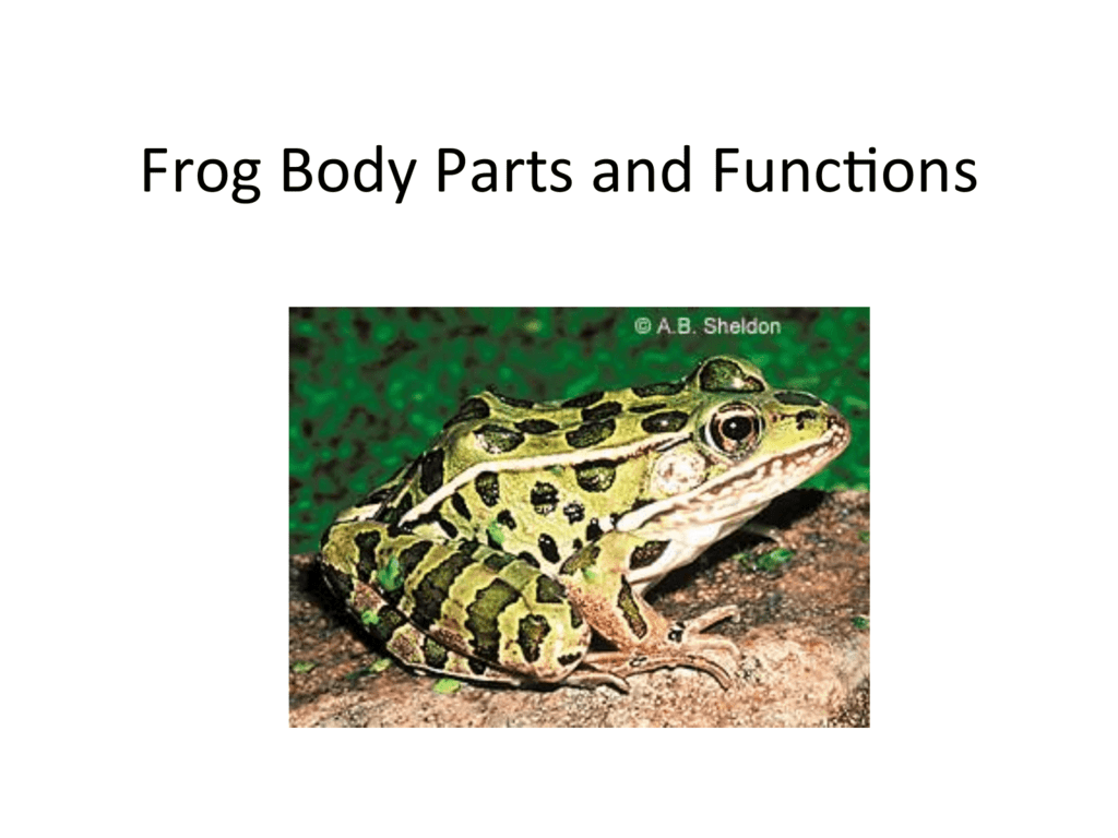 frog anatomy diagram