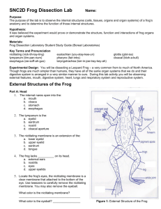 SNC2D Frog Dissection (Fall 2013)