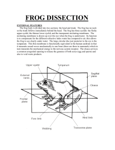 Frog Dissection - philipdarrenjones.com