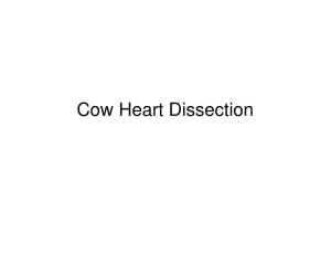 Cow Heart Dissection guide