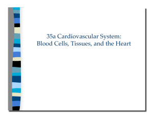 35a Cardiovascular System: Blood Cells, Tissues, and the Heart
