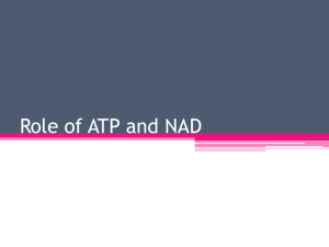 Higher level Role of ATP and NAD
