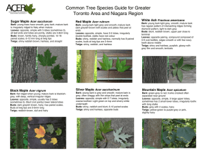 Common Tree Species Guide for Greater Toronto Area and Niagara