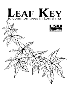 Leaf Key - LSU AgCenter