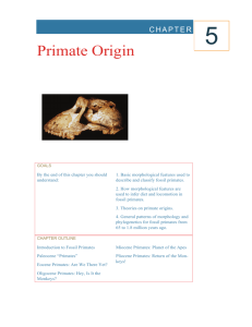 Primate Origin